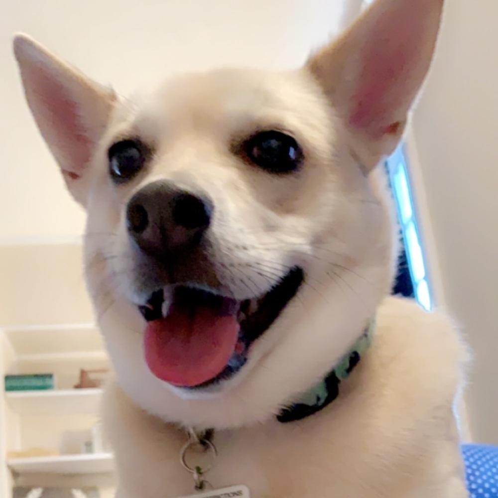 Meet your Posher, Abigail